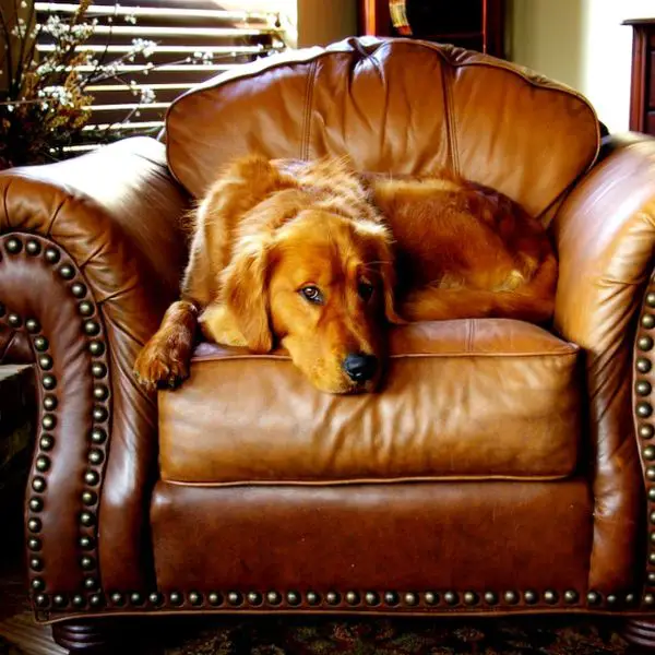 leather furniture and dog